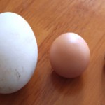 Week 15: Goose Eggs