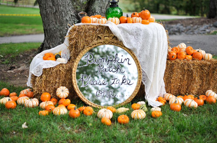 White Pumpkin Patch