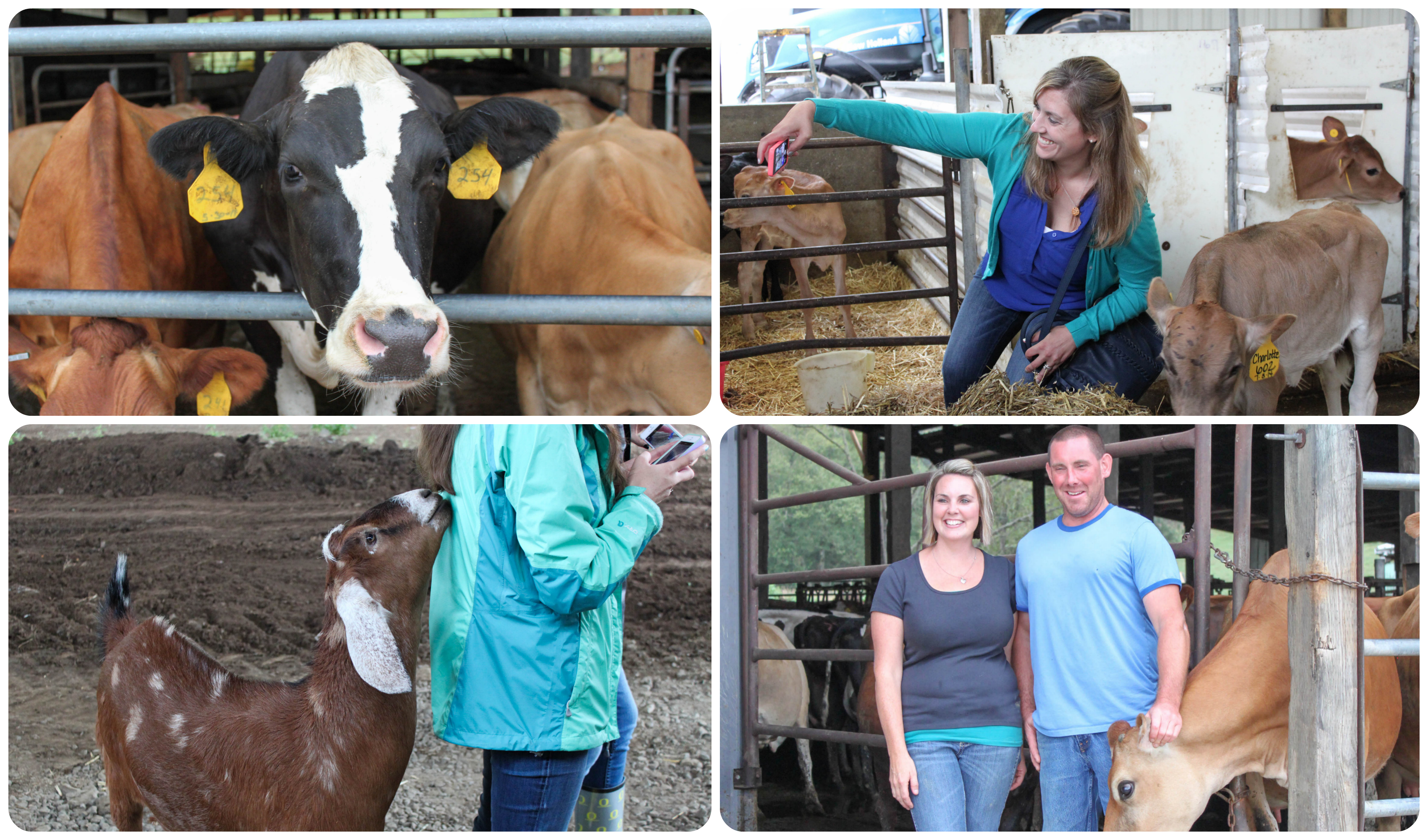 Tillamook Dairy Farm