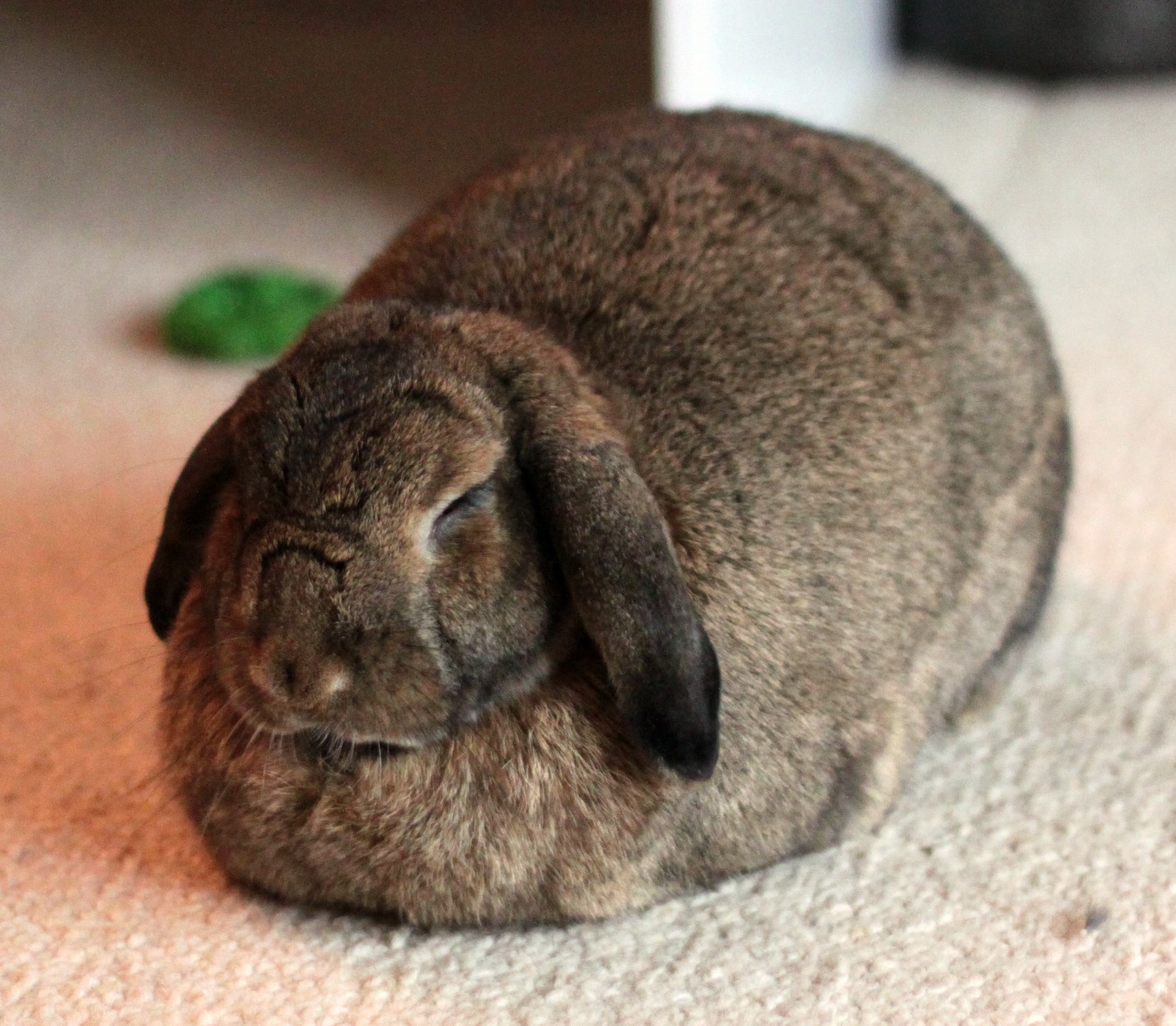 Cinnamon being the Cadbury bunny