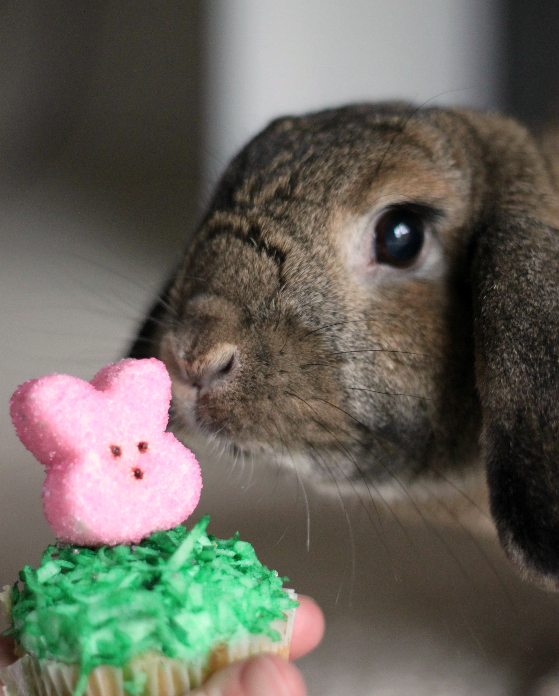 Cinnamon the bunny approves bunny peep cupcake