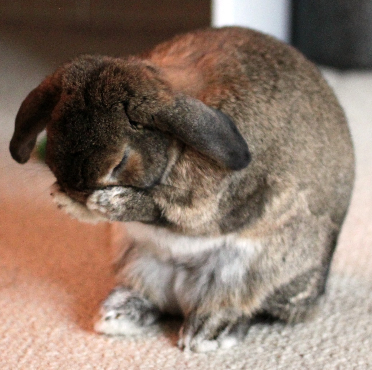 Cinnamon the bunny washing her face