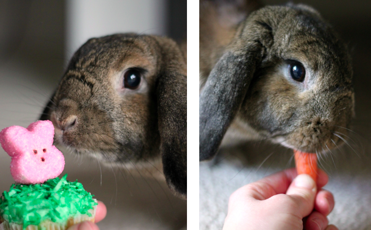 Cinnamon the bunny approves cupcake and eats carrot