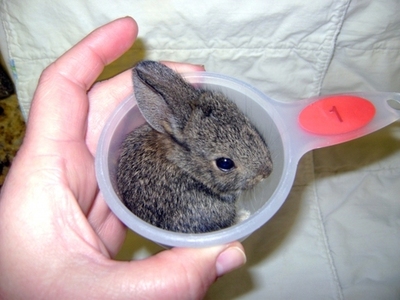 Tiny bunny in measuring cup