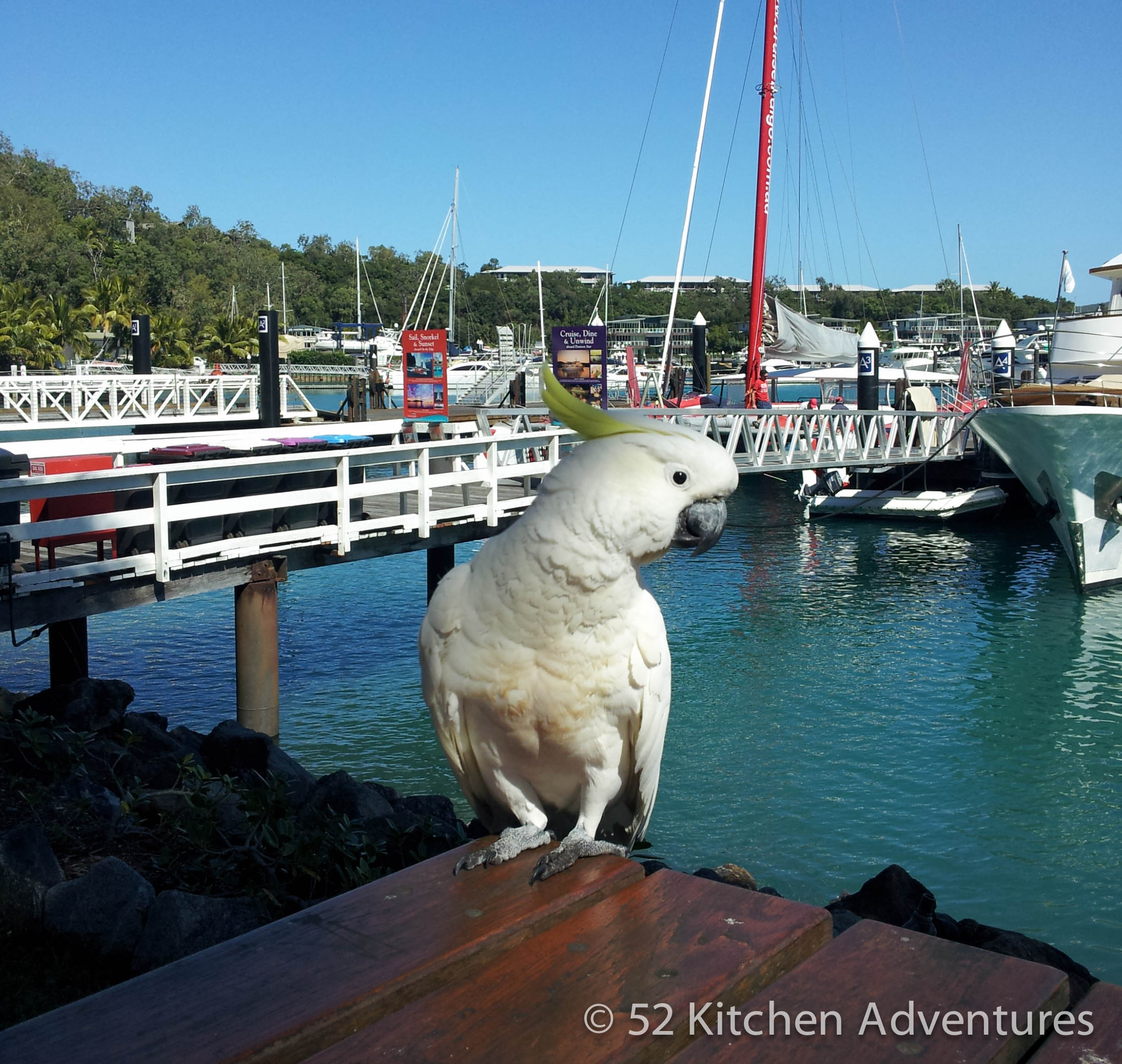 Wild cockatoo tried to steal my lunch