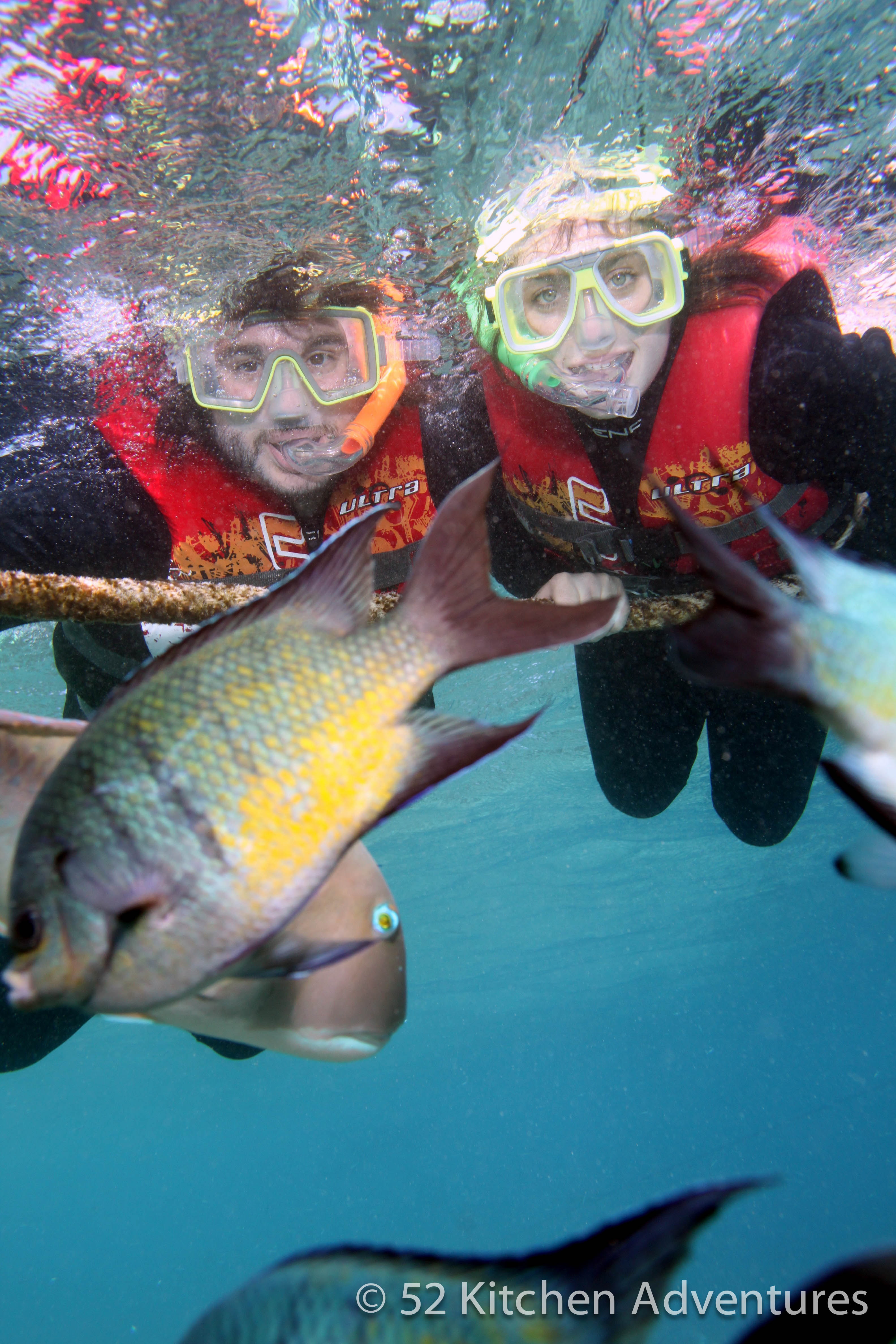 Snorkeling in the Great Barrier Reef