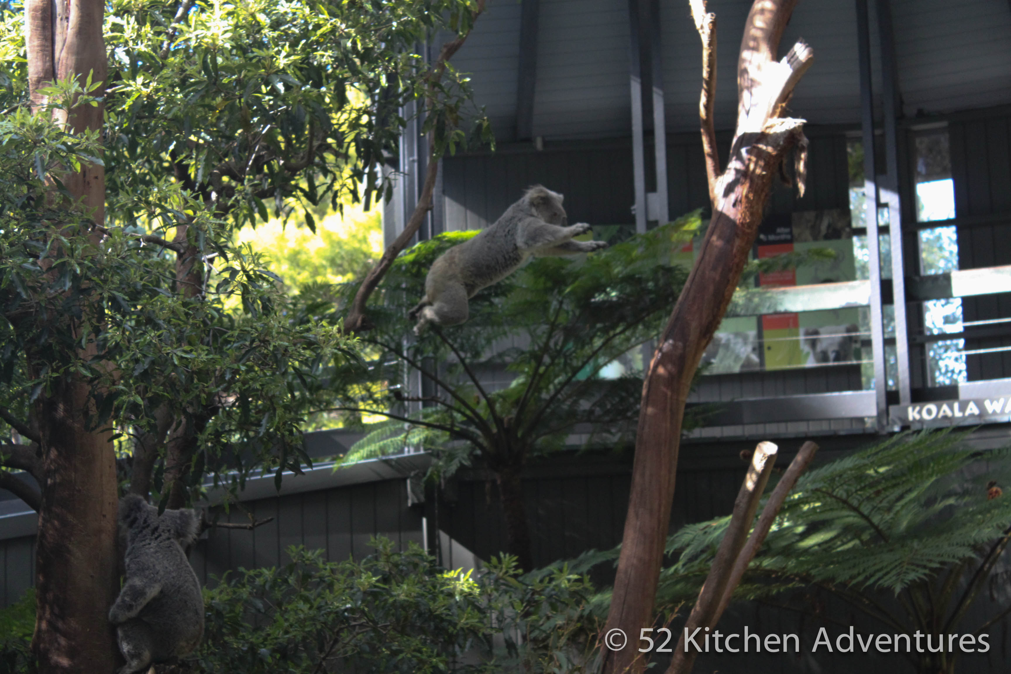 Flying koala