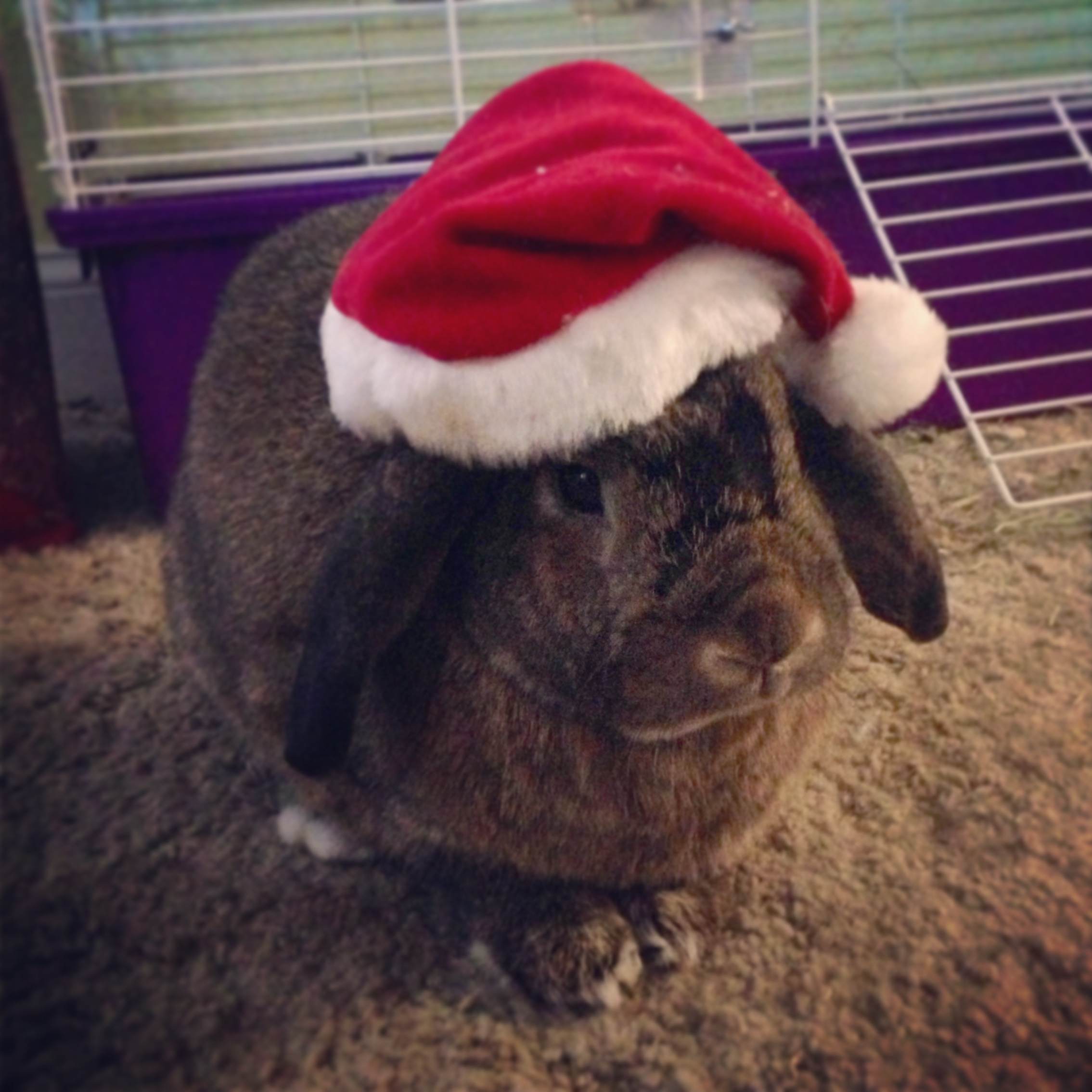 Santa Bunny