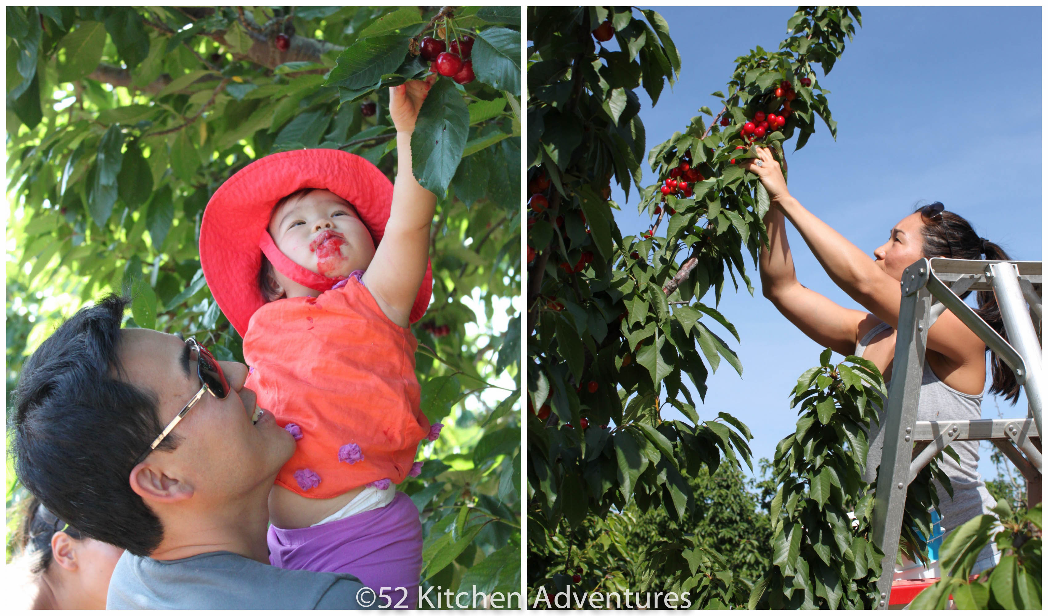 Cherry picking at Salvador Family Farms